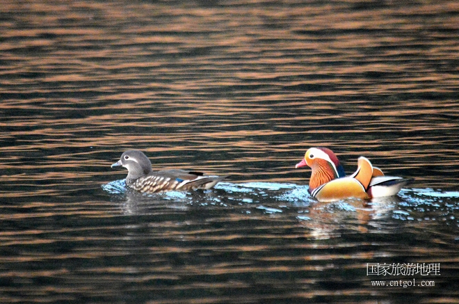 進(jìn)入初冬，大批野生鴛鴦陸續(xù)飛抵江西婺源縣賦春鎮(zhèn)鴛鴦湖越冬，小精靈們?cè)诤嫔匣蛳嗷ヒ蕾?、卿卿我我；或隨波逐流、嬉戲打鬧，悠閑自在生活在青山綠水之間，優(yōu)良的水域和豐富的湖畔闊葉林，為鴛鴦過冬提供良好生存環(huán)境，婺源鴛鴦湖已成為亞洲最大的野生鴛鴦越冬棲息地。（攝于12月4日下午）
